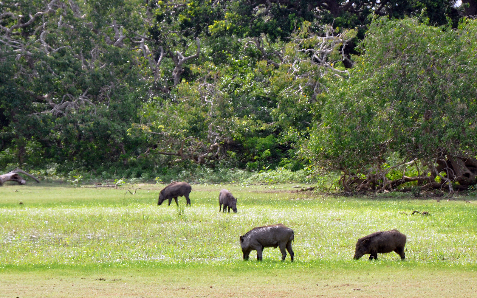 visitar el Parque Nacional de Yala en Sri Lanka