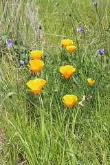 California Poppies and Blue Dicks