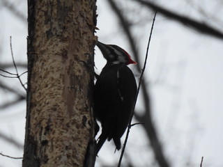 Pileated Woodpecker at Rocky River Reservation by Debra Sweeney