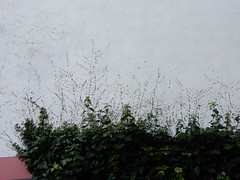 ivy traces