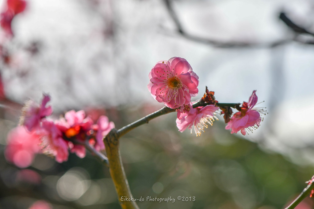 Hama Rikyu Gardens / a lot of red plum, white plum