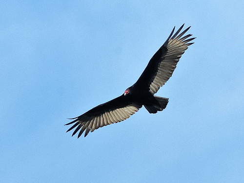 Turkey Vulture 20181227
