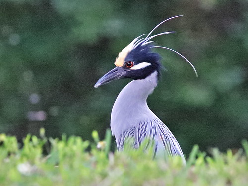 Yellow-crowned Night-Heron male hunting for sticks 20190226