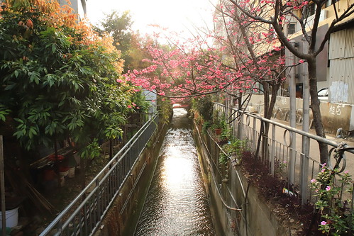 landscape tree sunset waterway blossom 桜 さくら 夕焼け