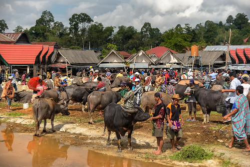 rantepao tanatoraja sulawesi indonesia traditionalmarket marketplace mercadotradicional ganado livestockmarket