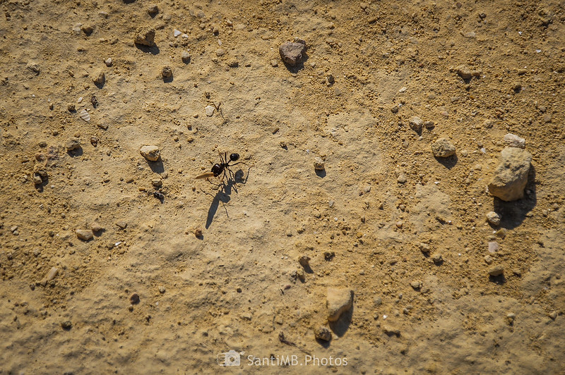 Hormiga cargando grano de cereal en el camino del Fondo de la Torreta