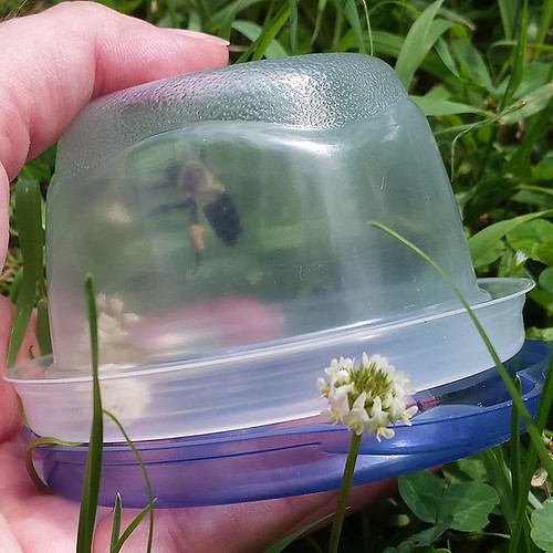 A hand holding a bumble bee in an upside-down plastic container on the grass.