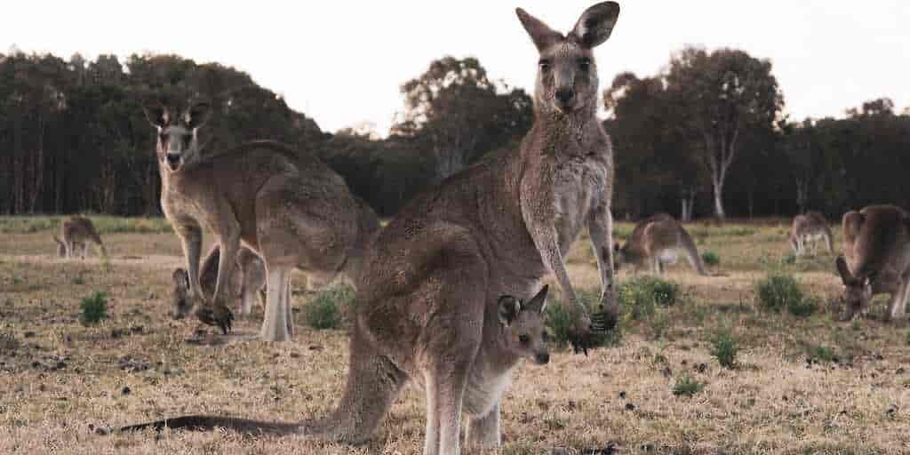 kangourous-sauter