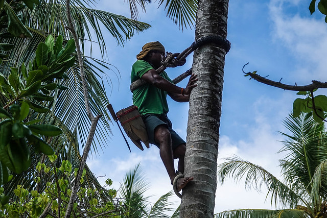Palm maintenance