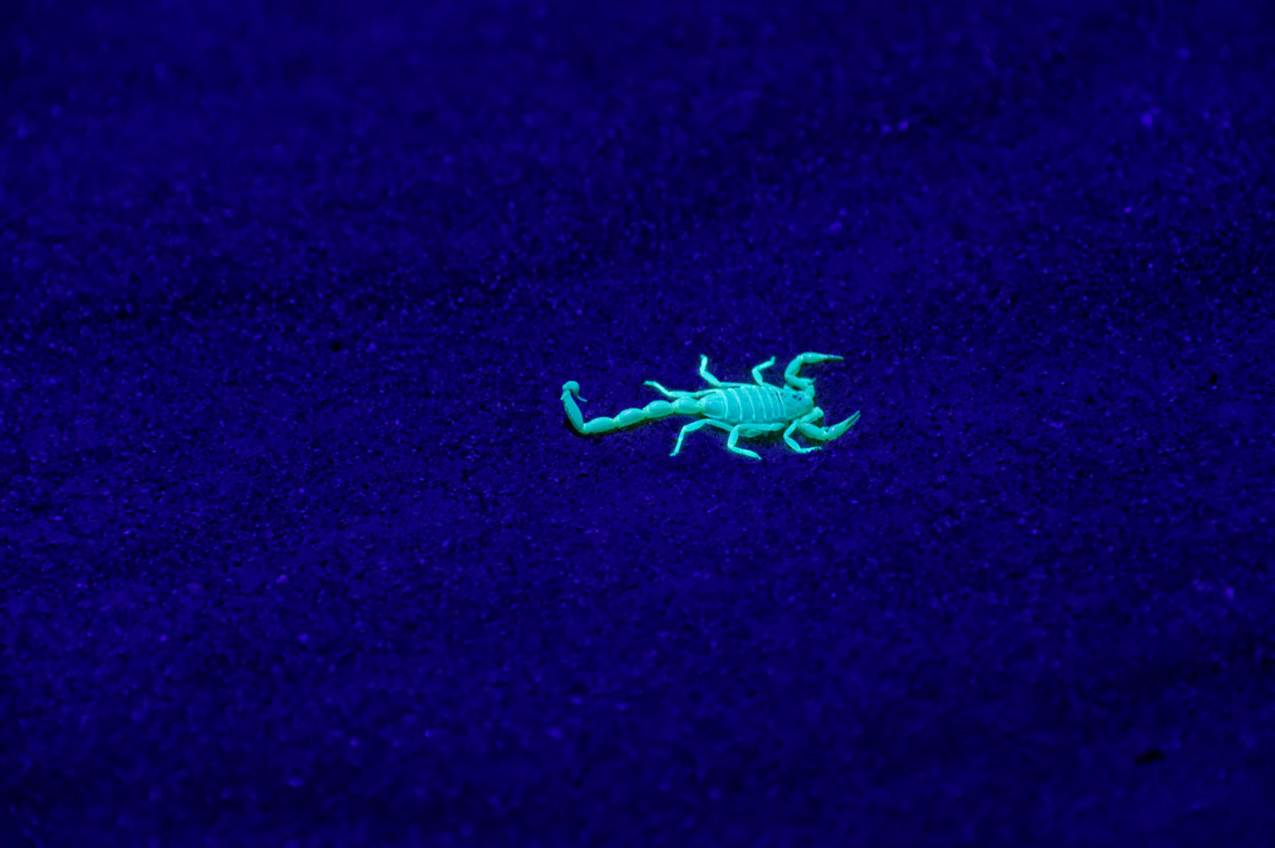 A scorpion under ultra violet light