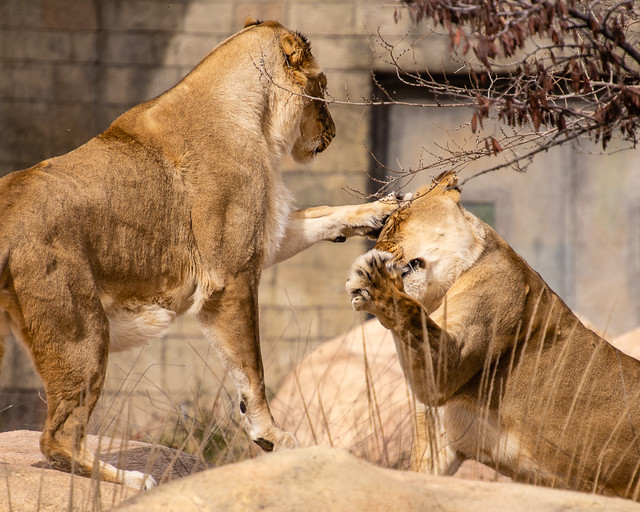 lionesses playing