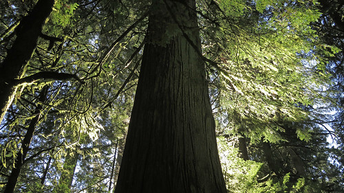 Tall cedar tree in the first-growth forest of Cathedral Grove on Vancouver Island, Canada