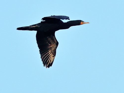 Double-crested Cormorant 2-20190117