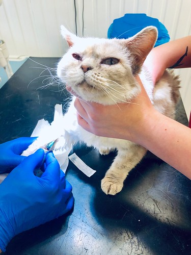 poor baby ztina, at the vet’s, march 21, 2019 💙