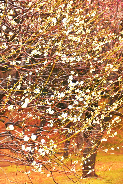 DSC_0803　緑萼春日野