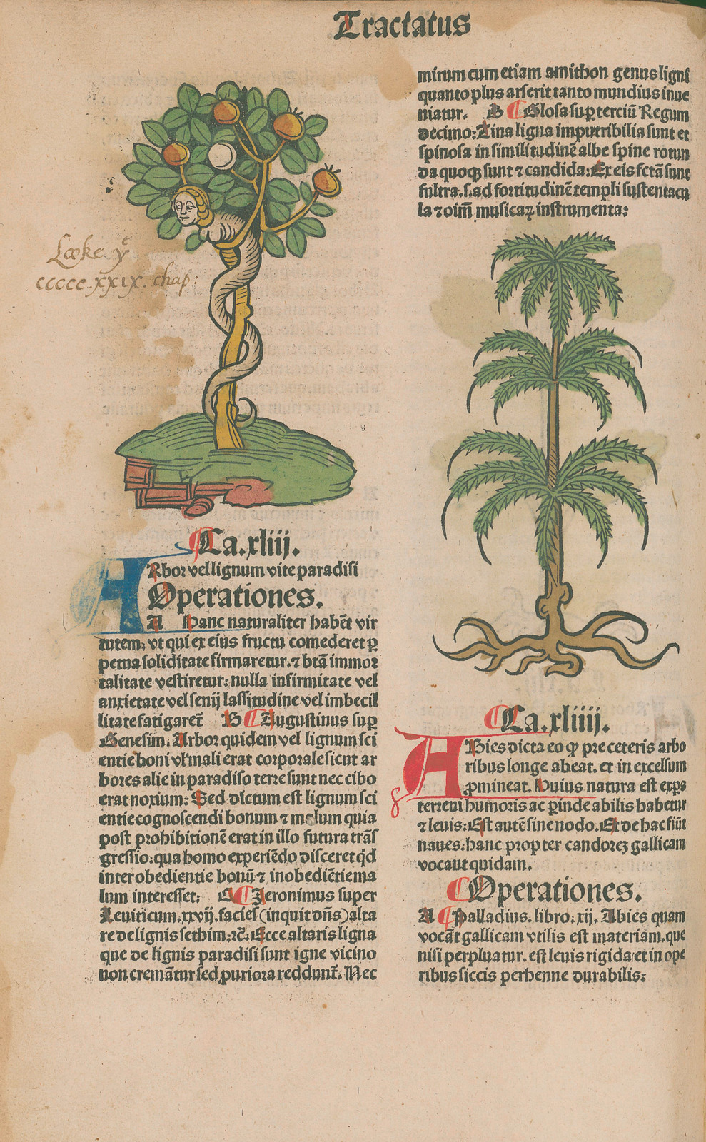 herbal manuscript