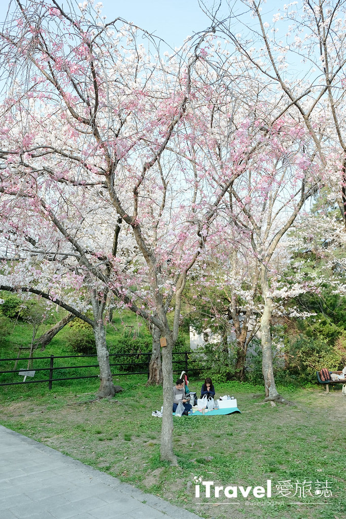 福冈赏樱景点 西公园Nishi Park (32)