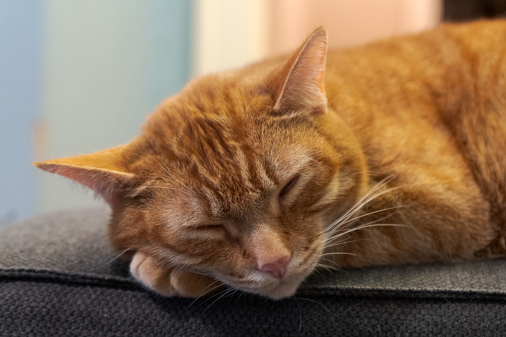 A close-up of our cat Sam sleeping on my couch