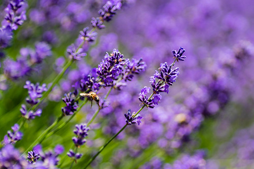 garden plant bokina bee flower tokinaatxmacro90f25 tokina lavender 90mm lenstagger teawamutu waikatoregion newzealand nz