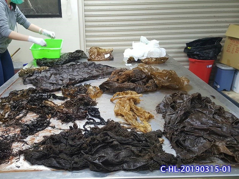 柯氏喙鯨胃內充滿塑膠垃圾、魚線等。圖片來源：海洋保育署。