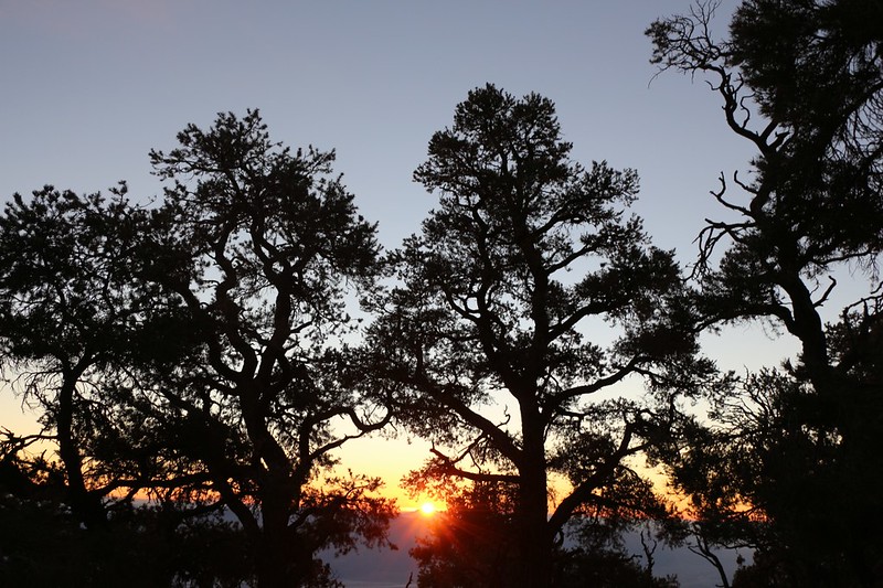 Sunrise through the pines at the Mahogany Flat Campground