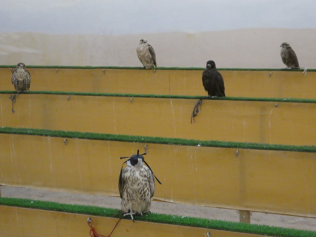 Falcons for sale in the Falcon Souq, Souq Waqif, Doha