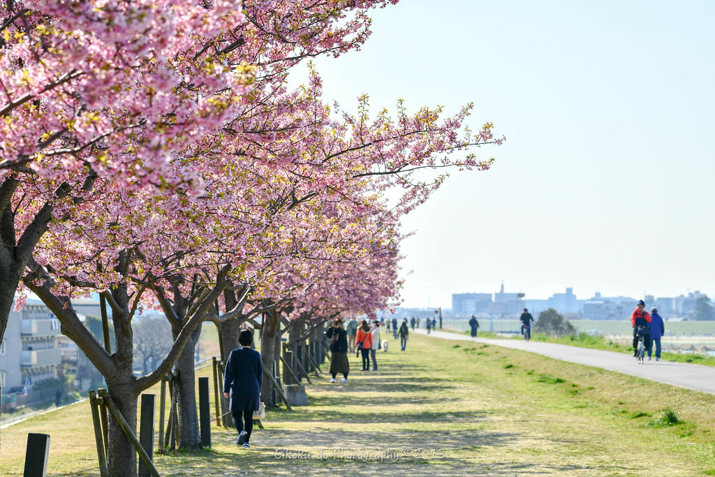 Kawazu Sakura ／ Edogawa Kawazu cherry tree
