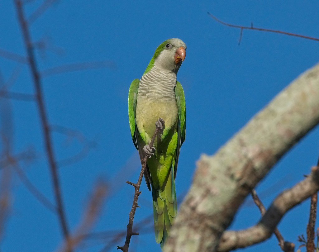 Monk parakeet