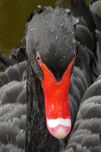 Malta - Attard - San Anton Gardens - black swan
