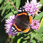 Red Admiral on Michelmas Daisies