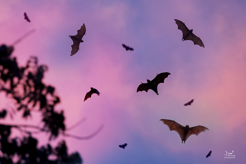 sky animals bats mambukal negros philippines blend asiafavorites happyplanet nikond500 travel