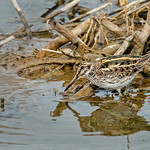 Jack Snipe by Andrew Chu