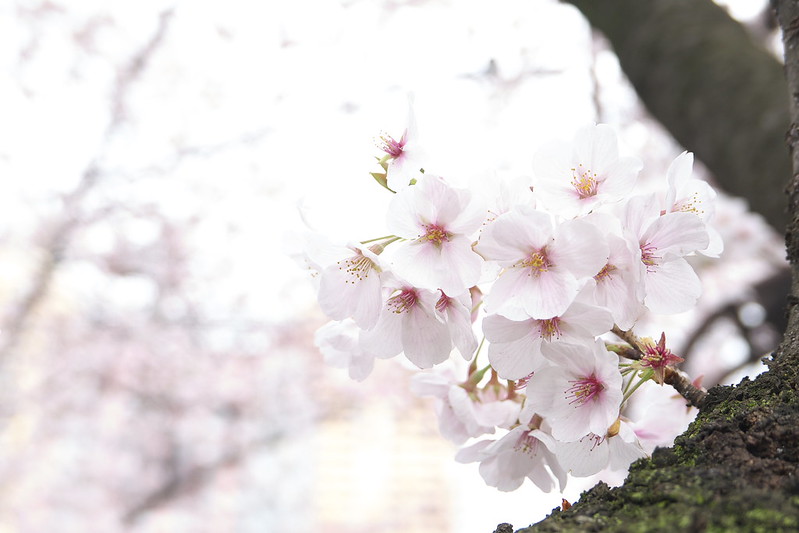 御殿坂の桜