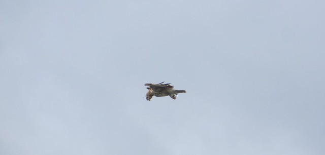 hawk hovering
