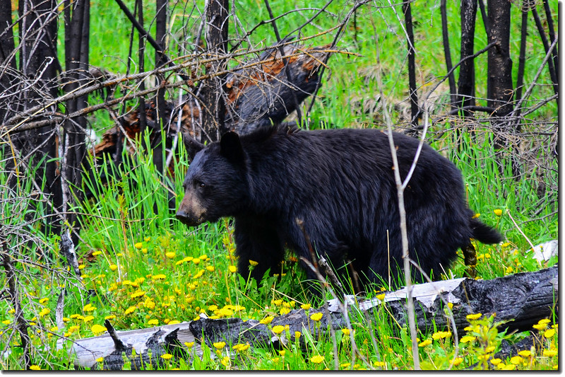 Bear in the Jasper National Park 2