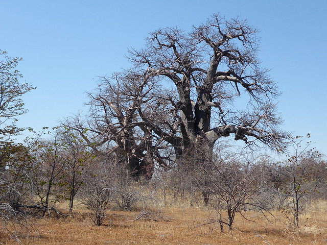 Makgadikgadi Pans: entre boabads, suricatos y noche en Ntwetwe Pan. - POR ZIMBABWE Y BOTSWANA, DE NOVATOS EN EL AFRICA AUSTRAL (13)