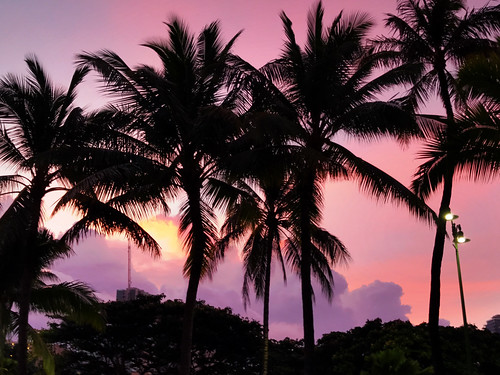 hawaii oahu palmtree sunrise
