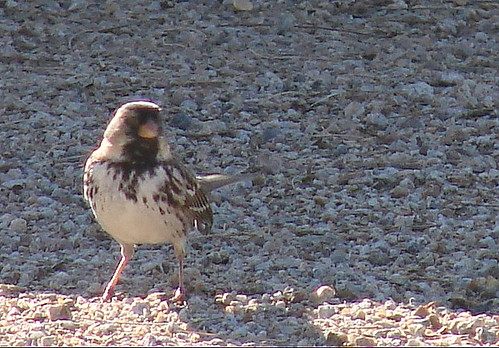 Harris's Sparrow PHoenix February 3, 2007 014