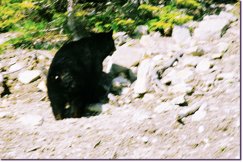 Bear on the cliff