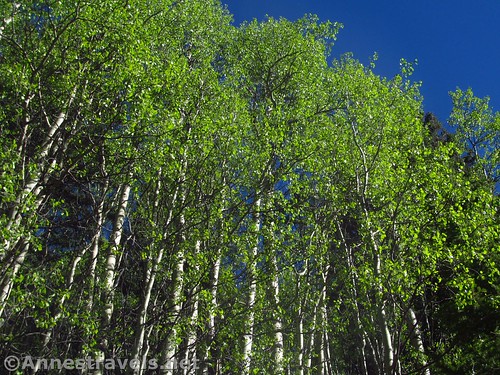 Aspens in new growth along the Bull-of-the-Woods Trail in Carson National Forest, New Mexico