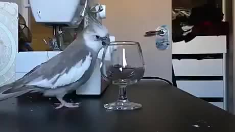 bird chucking objects - video