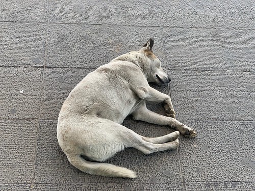 City Life - Stray Dogs, Cyber City Corporate Complex