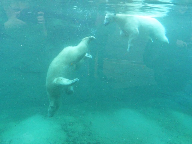 Zoo Rostock 08.11.18