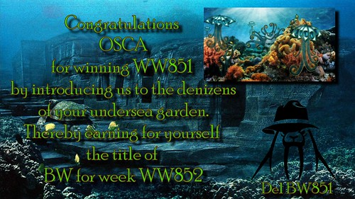 WW851_winners certificate