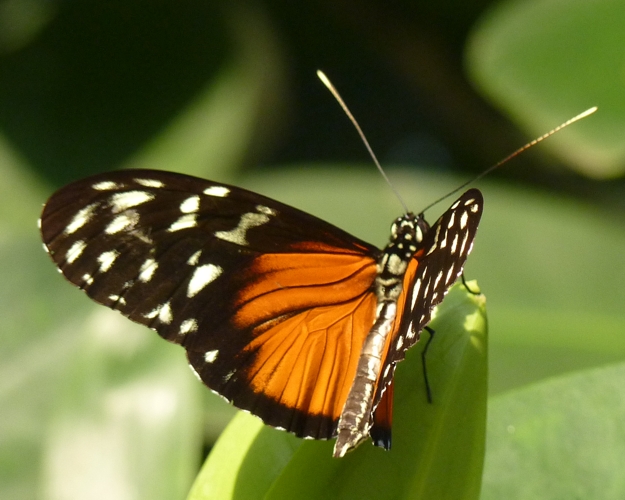 Heliconius hecale 32077571437_6a3af938f9_o