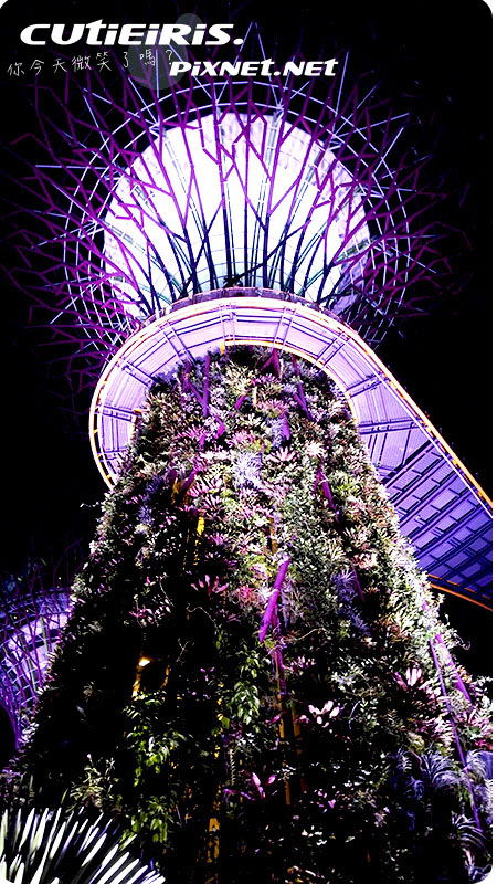 新加坡∥晚上最驚艷燈光秀濱海灣花園(Garden by the Bay)空中走廊(OCBC Skyway)超級樹(SUPERTREE GROVE)無法用言語形容的美 6 32503942727 000e9efab3 o