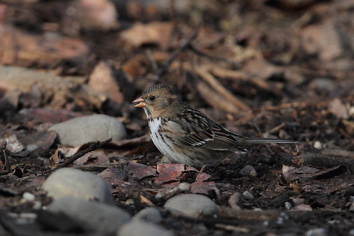 bird harrisssparrow yakimaareaarboretum yakimacounty washingtonstate zonotrichiaquerula