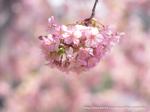 Cherry blossoms 20190315　#04