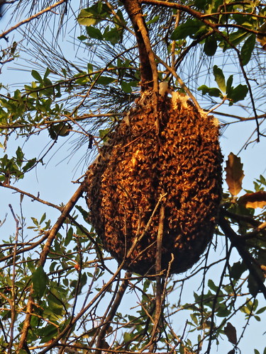 Honeybees globular swarm 20190309