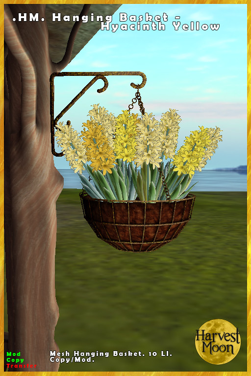 Harvest Moon – Hanging Basket – Hyacinth Yello0w